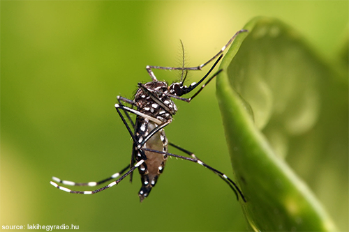 Zika Virus and Wood Pallets